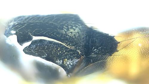 Elachiptera cornuta